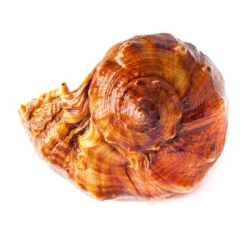 Big spiked seashell on white. Stock Photos