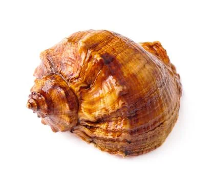 Big spiked seashell on white. Stock Photos