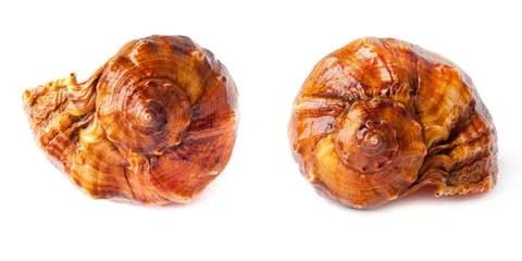 Big spiked seashell on white. Stock Photos