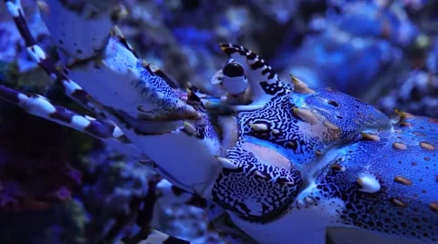 Big Spiny Lobster Stock Footage 44269763