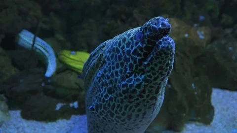 Big spotted moray eel in an aquarium with fish swimming around it at Oceanarium 스톡 동영상 305851696