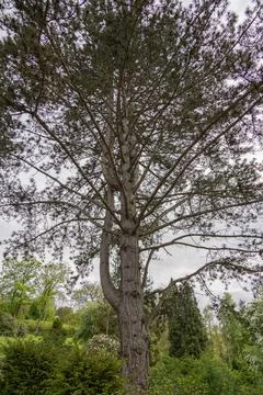 Big sprawling pine tree Stock Photos