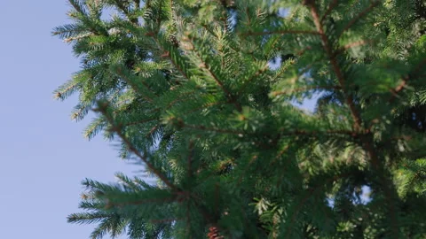 Big spruce from bottom to top Video stock 164611885