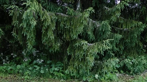 Big spruce branches swaying in the wind Stock Footage 133327164