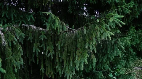Big spruce branches swaying in the wind. Nature background Stock Footage 133763930