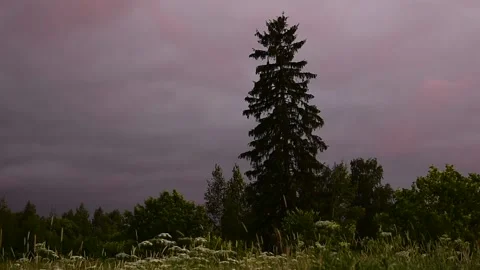 Big spruce late evening Stock Footage 138734771