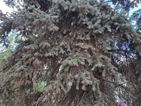 Big spruce Stock Photos