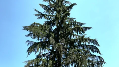 Big spruce (tree) on blue sky background Stock Footage 104654597