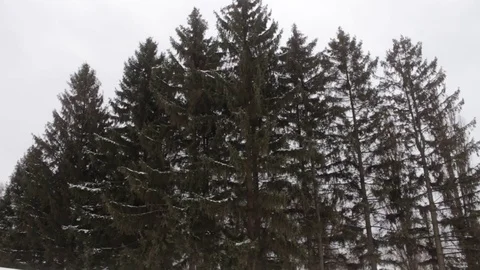 Big spruce (tree) on a cloudy winter day Stock Footage 71406975