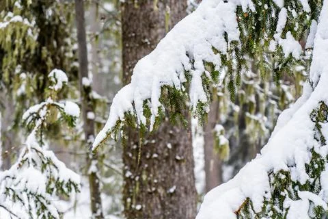 Big spruce trees in the winter forest covered with lots of snow Foto stock