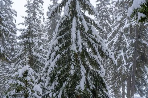 Big spruce trees in the winter forest covered with lots of snow Foto stock