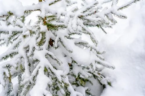 Big spruce trees in the winter forest covered with lots of snow Stock Photos