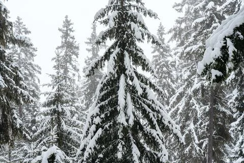 Big spruce trees in the winter forest covered with lots of snow Foto stock