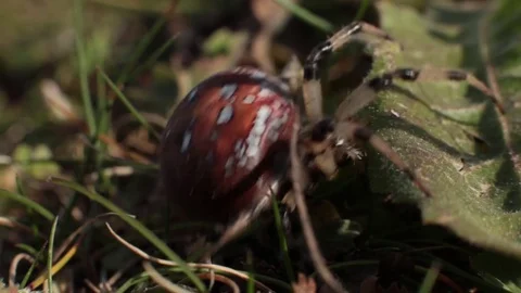 Big Spyder Araneus MACRO 스톡 동영상 83823195