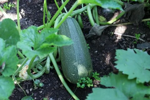 Big squash in the garden Foto stock