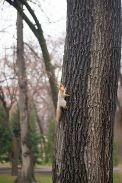 A big squirrel climbs from a tree in the park Stock Photos