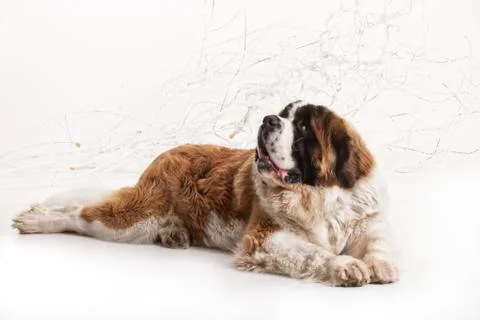 Big St. Bernard Stock Photos