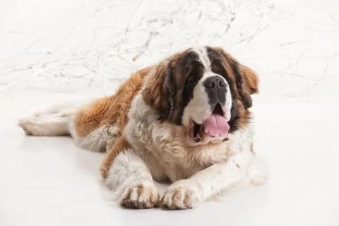Big St. Bernard Stock Photos