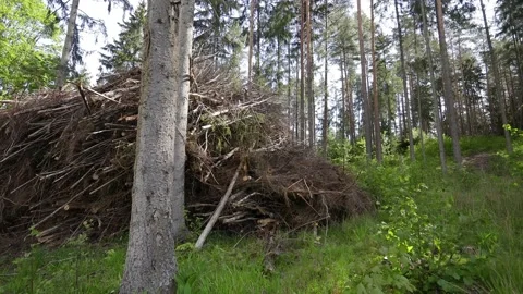 Big stack dry tree branches in forest. Stock Footage 132772544