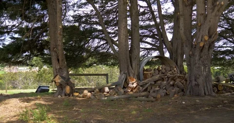 A big stack of fire wood is stored by an old tin water tank underneath big Video stock 99768969