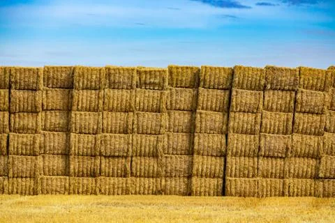 Big stack of rectangular bales of golden hay 스톡 사진