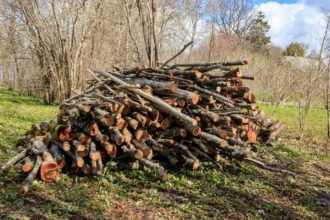 Big stack of sawn small trees in spring Foto stock