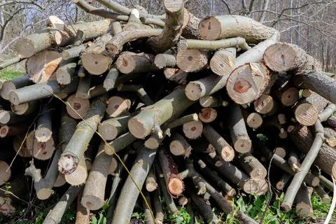 Big stack of sawn small trees in spring with moss and grass. Trees has no lea Stock Photos