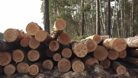 Big stack of sawn tree trunks lying in the pine forest filmed in closeup Stock Footage 154969592
