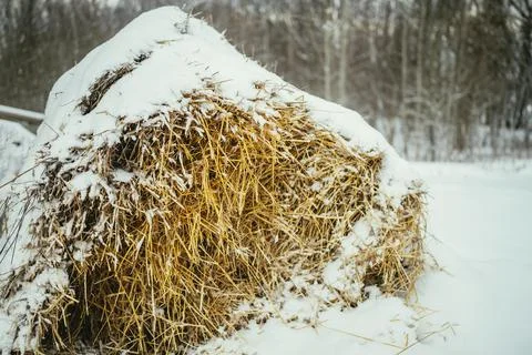 Big stack of straw covered with snow in winter on a cold day Stock Photos