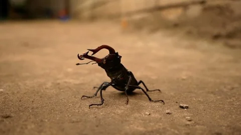 Big stag beetle Stock Footage 77766535
