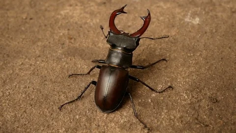 Big stag beetle Video stock 77766572