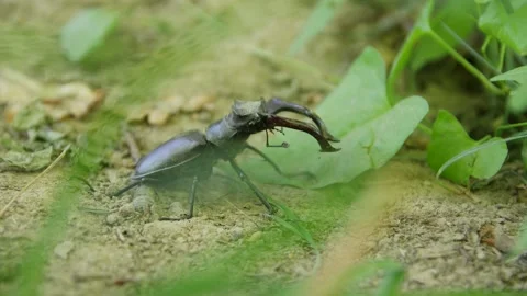 Big Stag Beetle Stock Footage 134627341