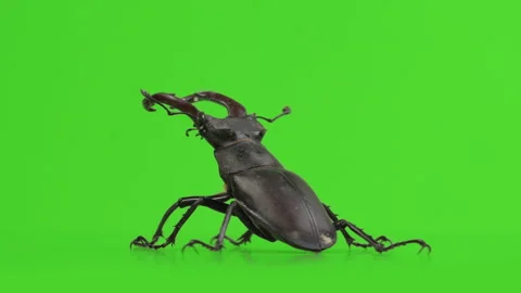 Big stag beetle on green screen. Rotating turntable shot, macro Stock Footage 158643322