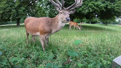 Big Stag deer up close Video stock 133660467