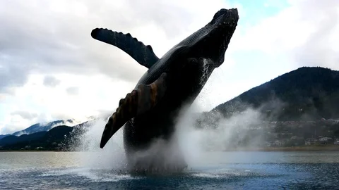 Big statue of a whale jumping out of the water in Juneau Alaska Stock Footage