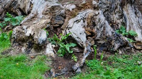 Big stem of tree with base of tree close up. Green grass background. Stock Photos