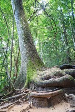 Big stem of tree Stock Photos