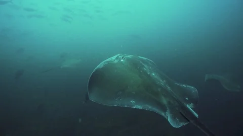 Big Stingray Swimming Stock Footage 106848948