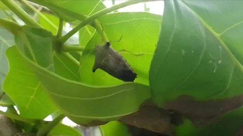 Big stink bug on a leaf, this is the biggest I've ever seen Stock Footage 286841955