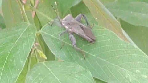Big stink bug on top of a leaf, looks like an insect barber, but isn't! Stock Footage 286841911