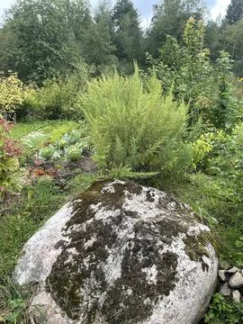 Big Stone Against the Backdrop of a Forest Swamp Fotos de archivo