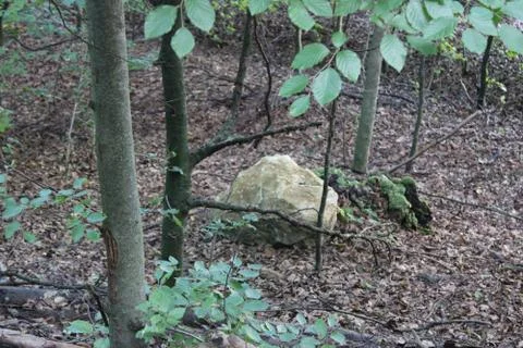 Big Stone on the ground in a forest Stock Photos