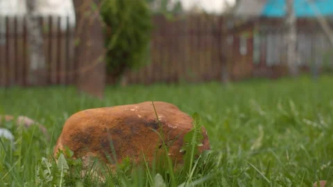 Big stone lying on the lawn Stock Footage 130776744