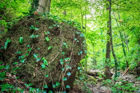 Big stone with moss Stock Photos