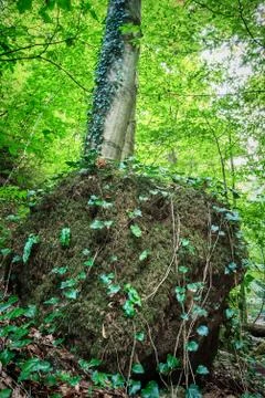 Big stone with moss Stock Photos
