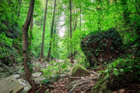 Big stone with moss Stock Photos