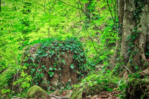 Big stone with moss Stock Photos
