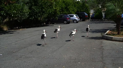 Big storks moving down the parking zone. Stock Footage 68323887