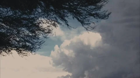Big Storm Cloud Next to Blowing Tree Branches Stockbeeldmateriaal 325050930