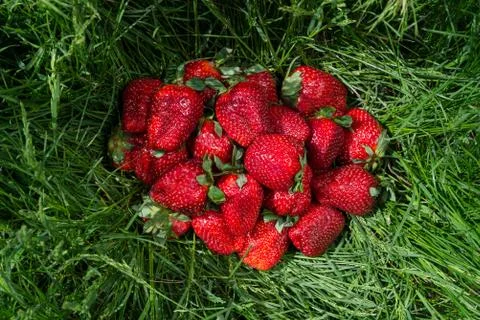 Big strawberries on grass Stock Photos